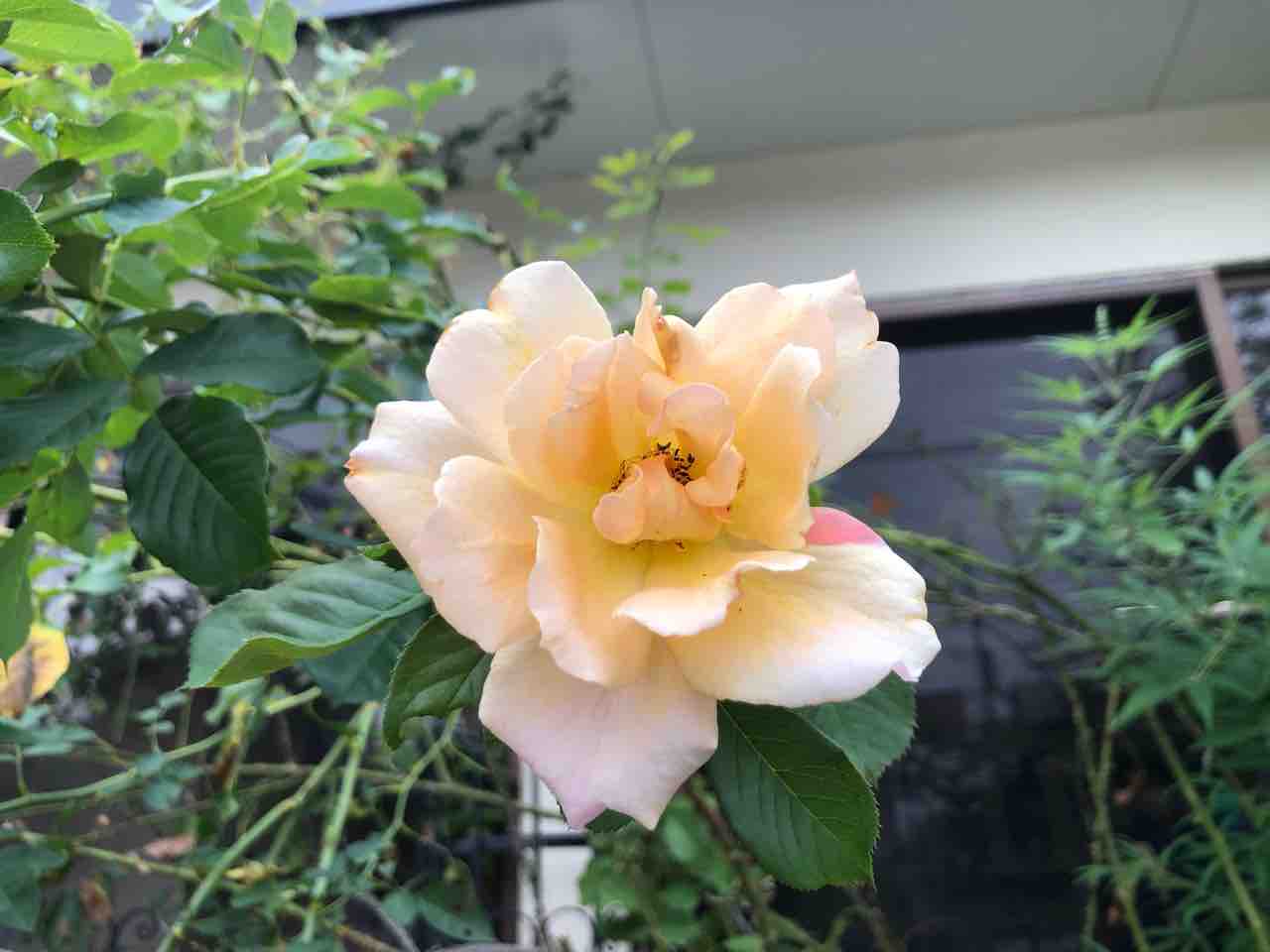 散歩道 プリンセス アリス バラ 写真 花 Rose悠雅