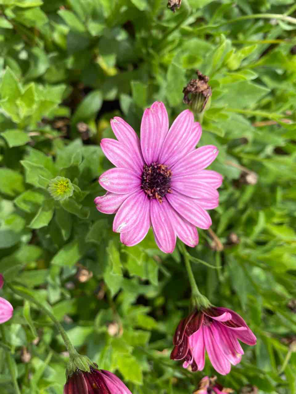 マーガレット系の花かな こんにちは 6月7日 写真 花 Rose悠雅 マーガレット系の花かな こんにちは 6月7日 写真 花 Rose悠雅