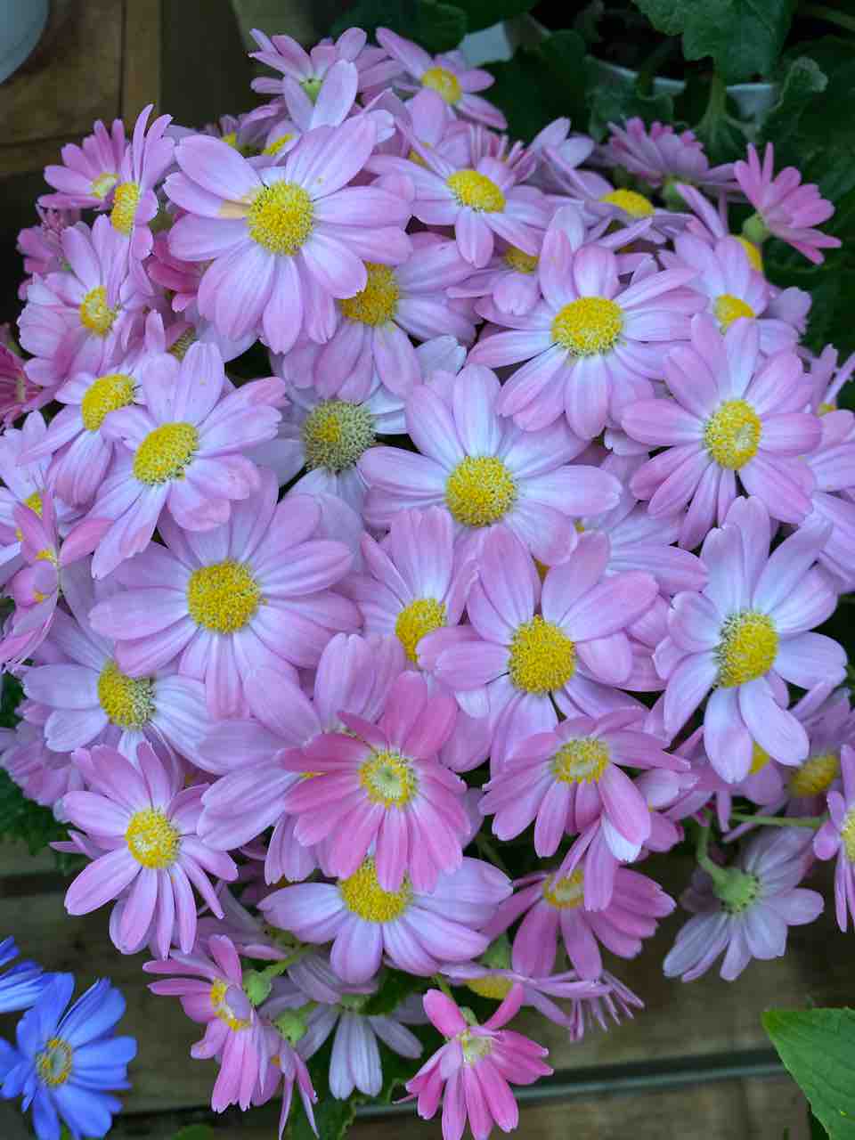 マーガレット系 ピンク色 おはようございます 写真 花 花言葉 Rose悠雅