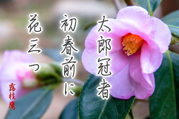 紅葉が参る人見る最乗寺phth