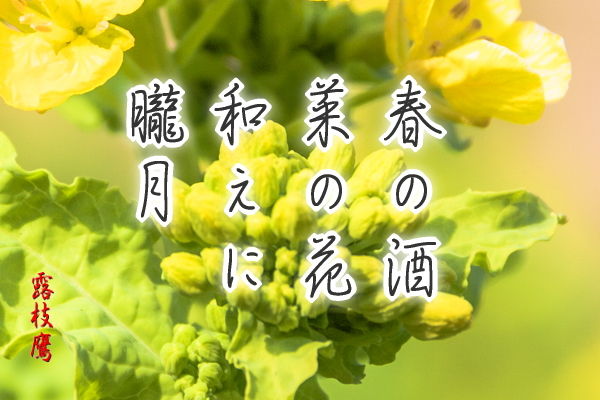 春の酒菜の花和えに朧月