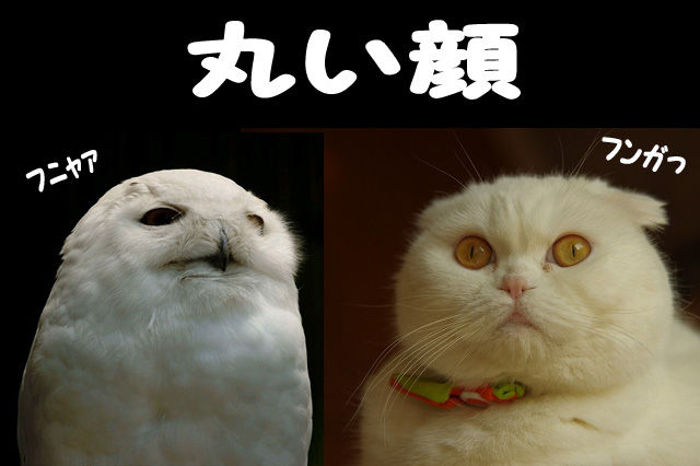 Vs シロフクロウ もこぷくのココだけの話