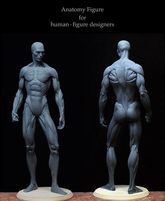 3dtotal Male Anatomy Figure アナトミーフィギュア 3dtotal Anatomy: male figure