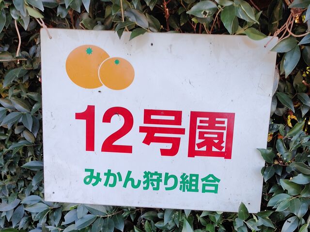 Rotters Paper みかん狩り 津久井浜観光農園