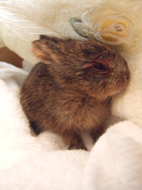 赤ちゃん野うさぎピョートル 保護する お天気むすめの徒然日記