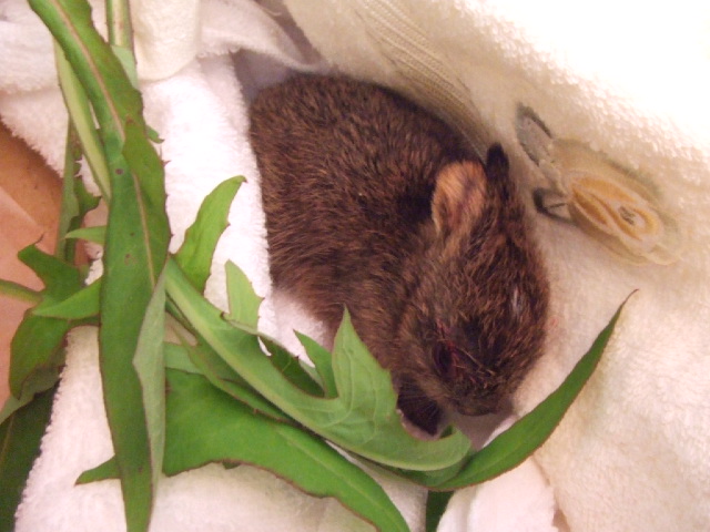 赤ちゃん野うさぎピョートル 保護する お天気むすめの徒然日記