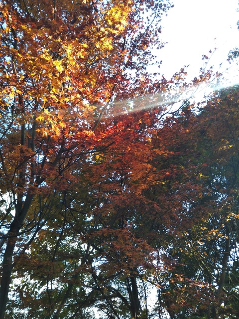 20-11-15-09-41-18-260_photo