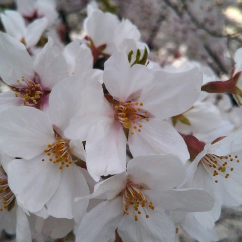 20-04-04-18-04-26-539_photo