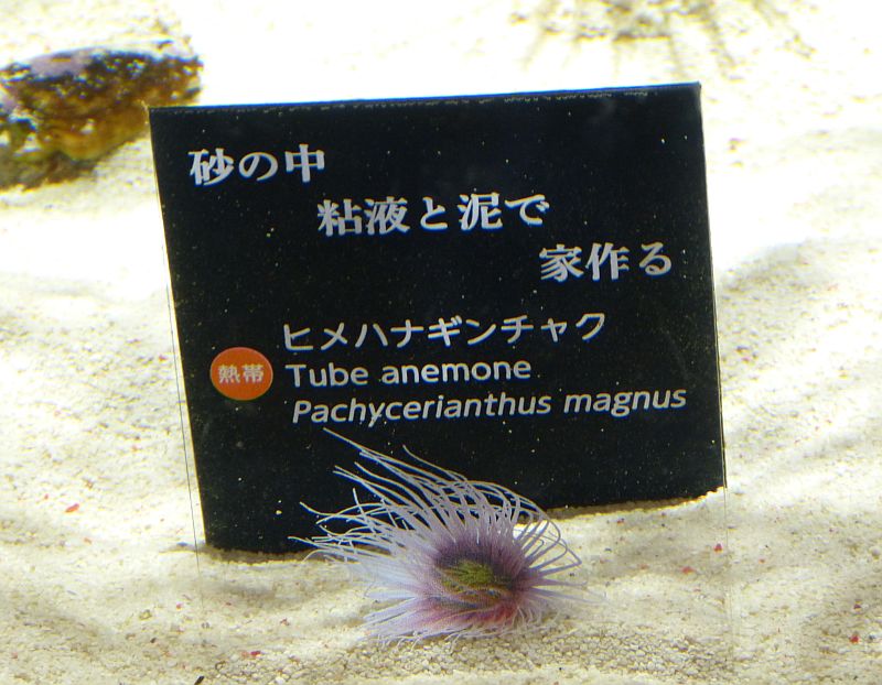 イメージ 5