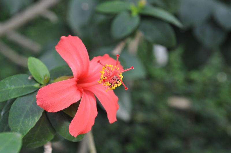 咲くやこの花館のハイビスカス 里山日記 咲くやこの花館のハイビスカス 里山日記