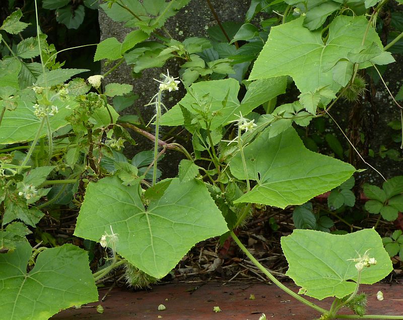 イメージ 5