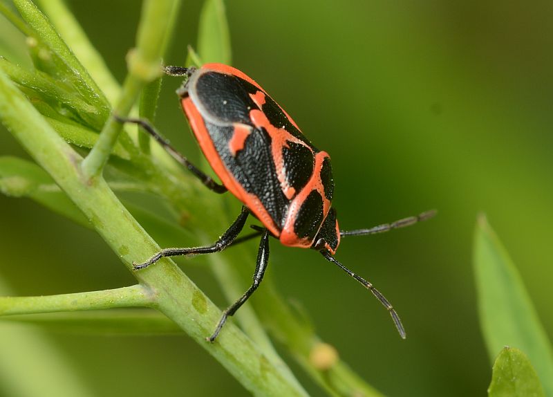 イメージ 7