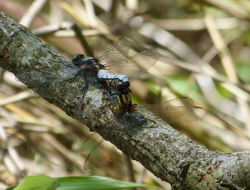 イメージ 11