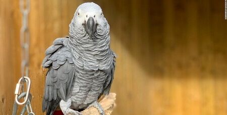 動物園のヨウムさん、来場者に対してとんでもないことを言い出してしまい、公開中止に