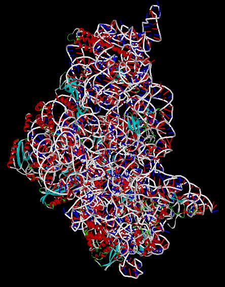 ribosome