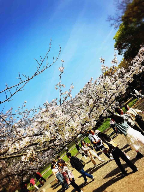 桜の日☆2026/04/03【ROUTE66 Daichi\'s BloG】