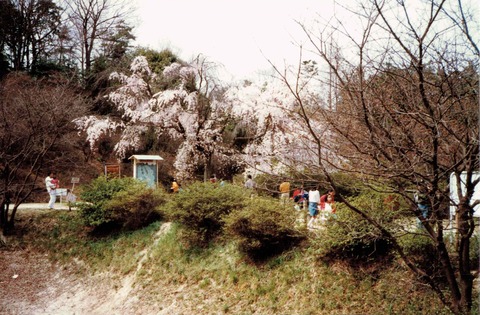 kisaichi-syokubutsuen1984-1