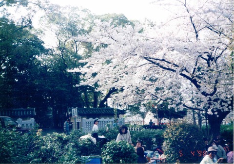 makino-hanami1998-2