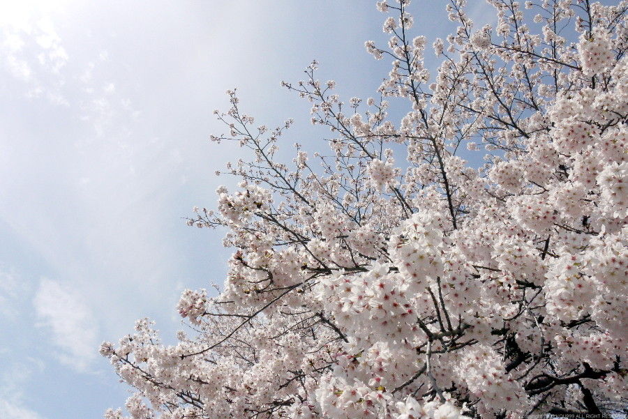 https://livedoor.blogimg.jp/route999kou/imgs/1/a/1a0837c7.jpg