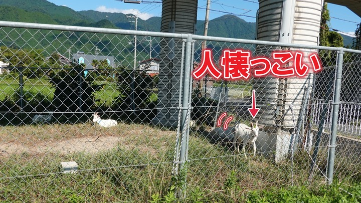 湖西線高架下のヤギ