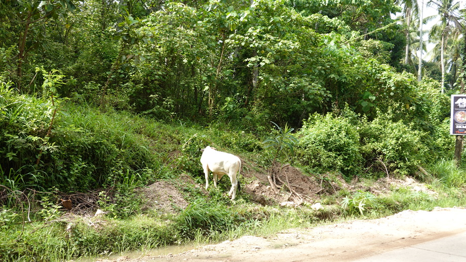 DSC01433
