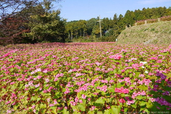 https://livedoor.blogimg.jp/route999kou/imgs/b/7/b7cb4412.jpg