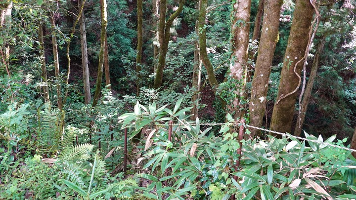 BROMPTON旅 天橋立 城崎 (2)