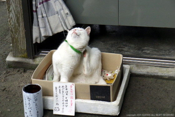 イメージ 12