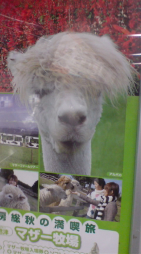 超イケメンアルパカ 実は忍者です