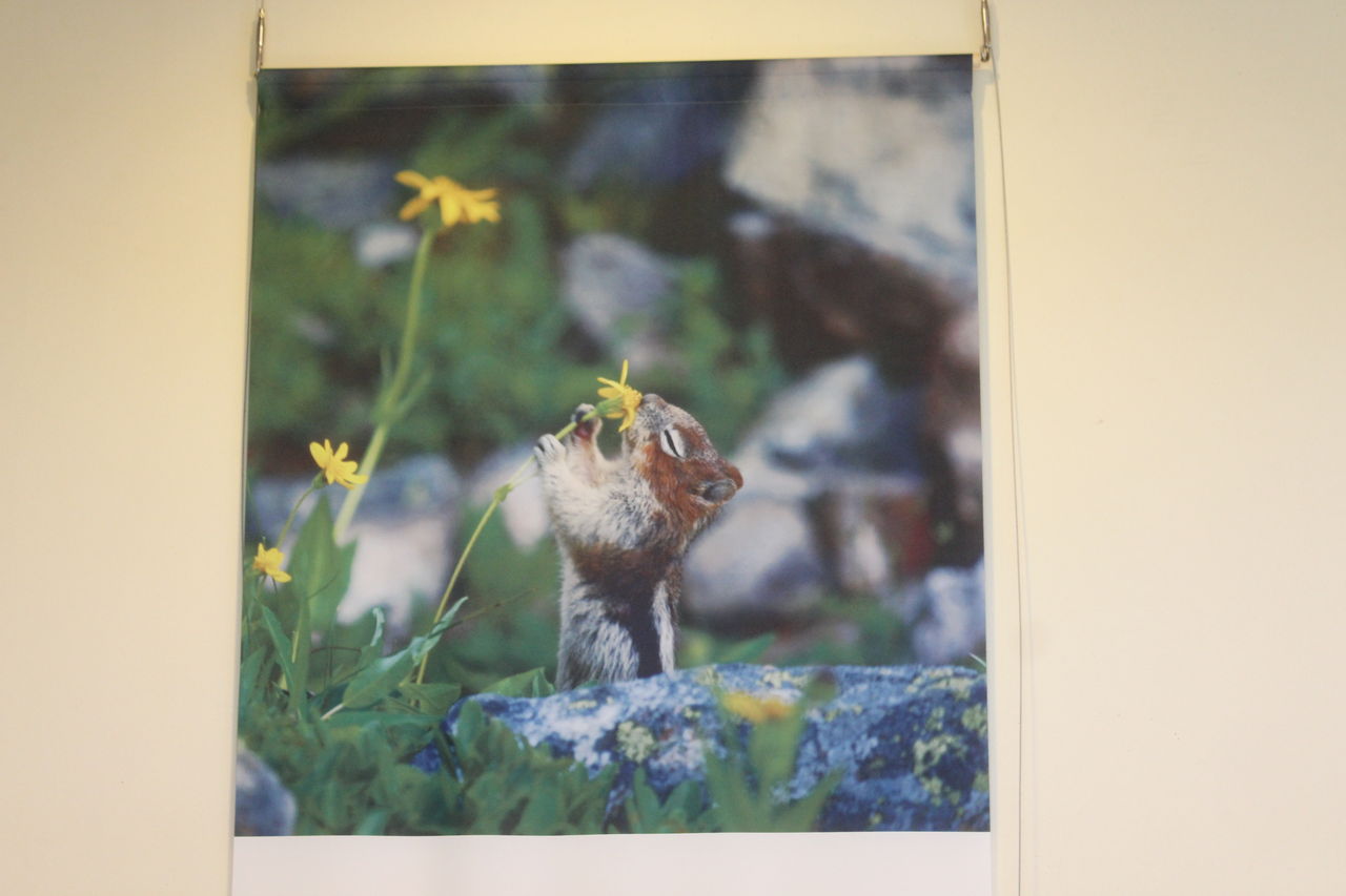 岩合光昭写真展 このゆびと まれ 岩合光昭写真展 このゆびと まれ