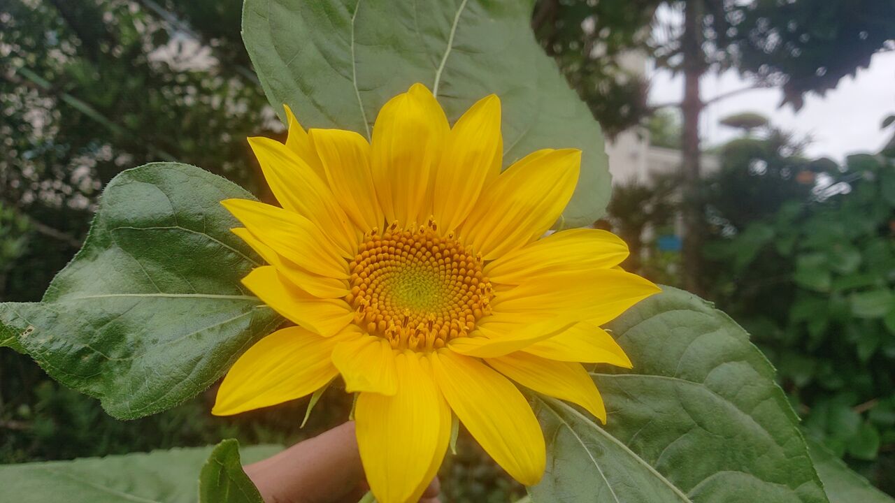 ひまわり 朝顔 大作戦 大輪ひまわりの花が咲きました My Favorite Things 私のお気に入り