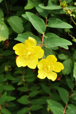 _DSC4252s