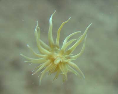 オヨギイソギンチャク 今日のシーボニアマリーナ