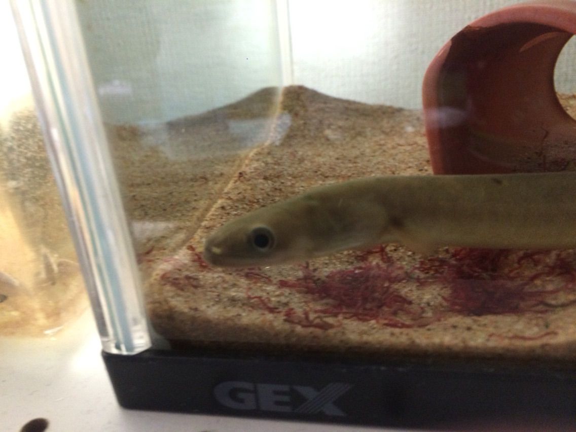 ウナギん 人生って長いね