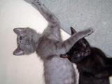 DSCF0382.jpg