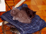 DSCF0337.jpg