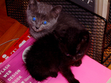 DSCF0333.jpg