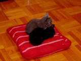 DSCF0343.jpg