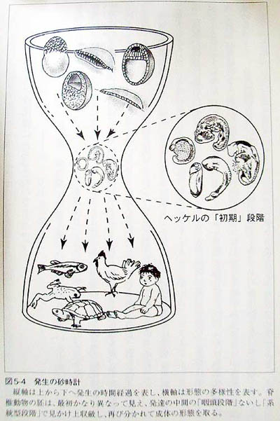 ヘッケルの胚3
