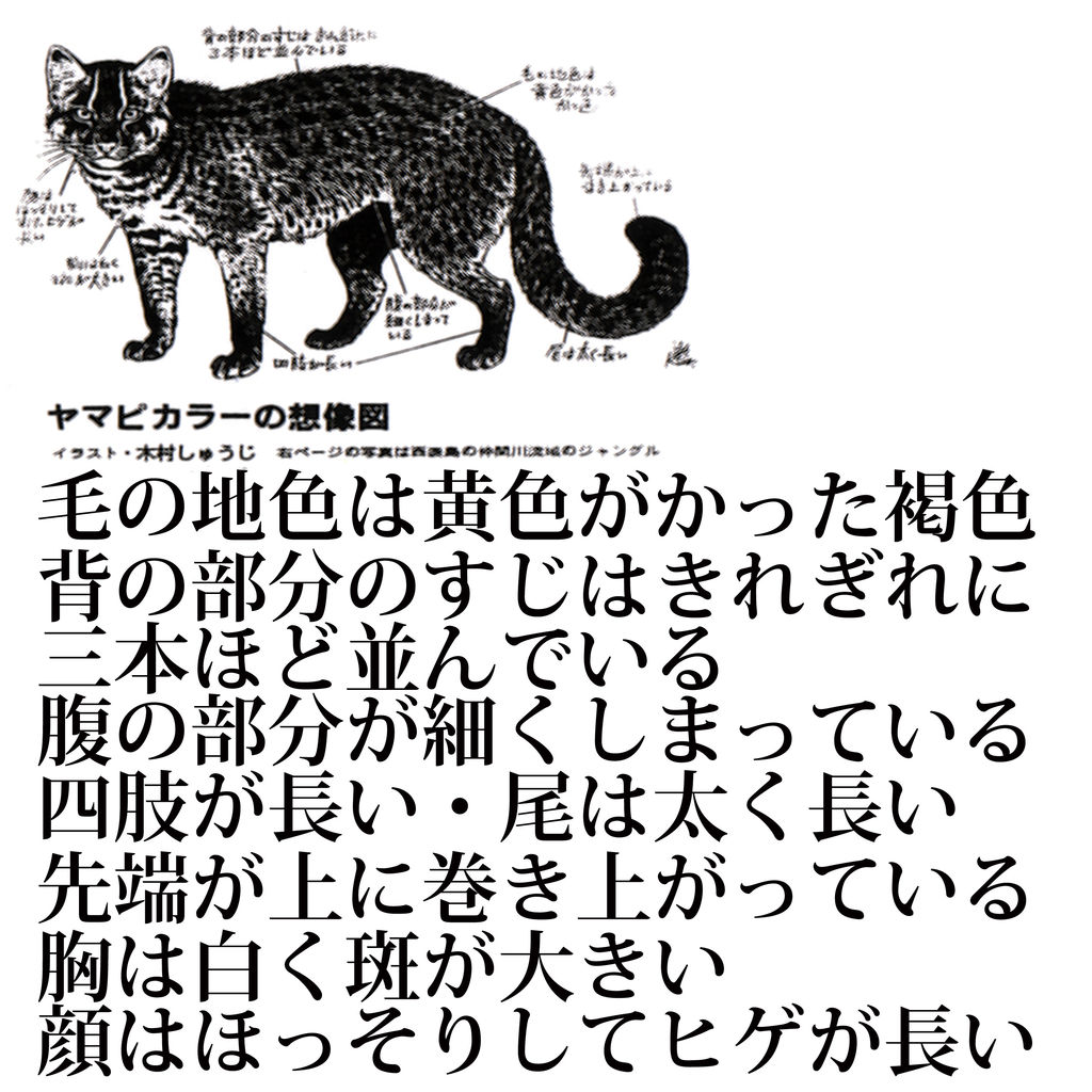 イリオモテオオヤマネコ ヤマピカリャー とツシマオオヤマネコ ごく日常のスピリチュアル と 猫 イリオモテオオヤマネコ ヤマピカリャー とツシマオオヤマネコ ごく日常のスピリチュアル と 猫