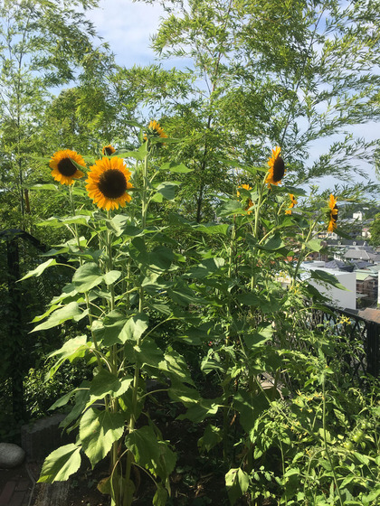 C750D238-75BA-4F6B-8503-F6382ED91729