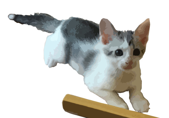 キャンドルテール