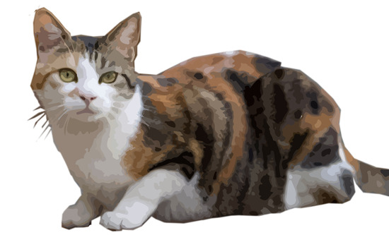 三毛猫