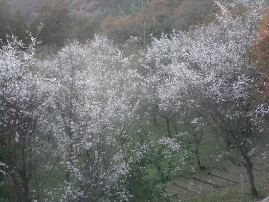 城峯公園寒桜 9
