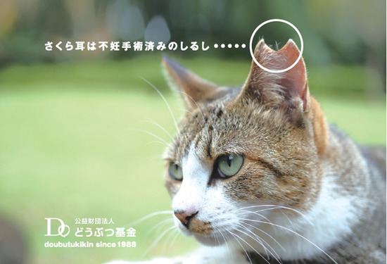 さくら猫