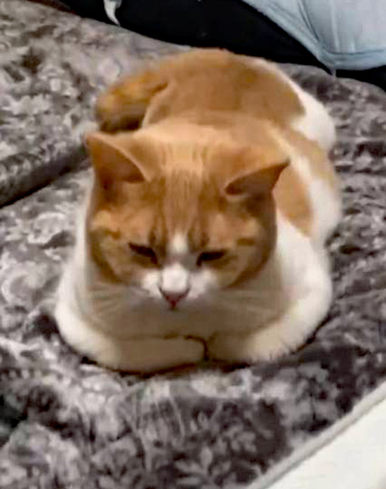 香箱座り