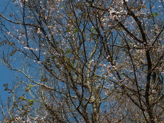 城峯公園寒桜 6