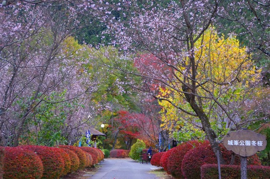 城峯公園寒桜 1
