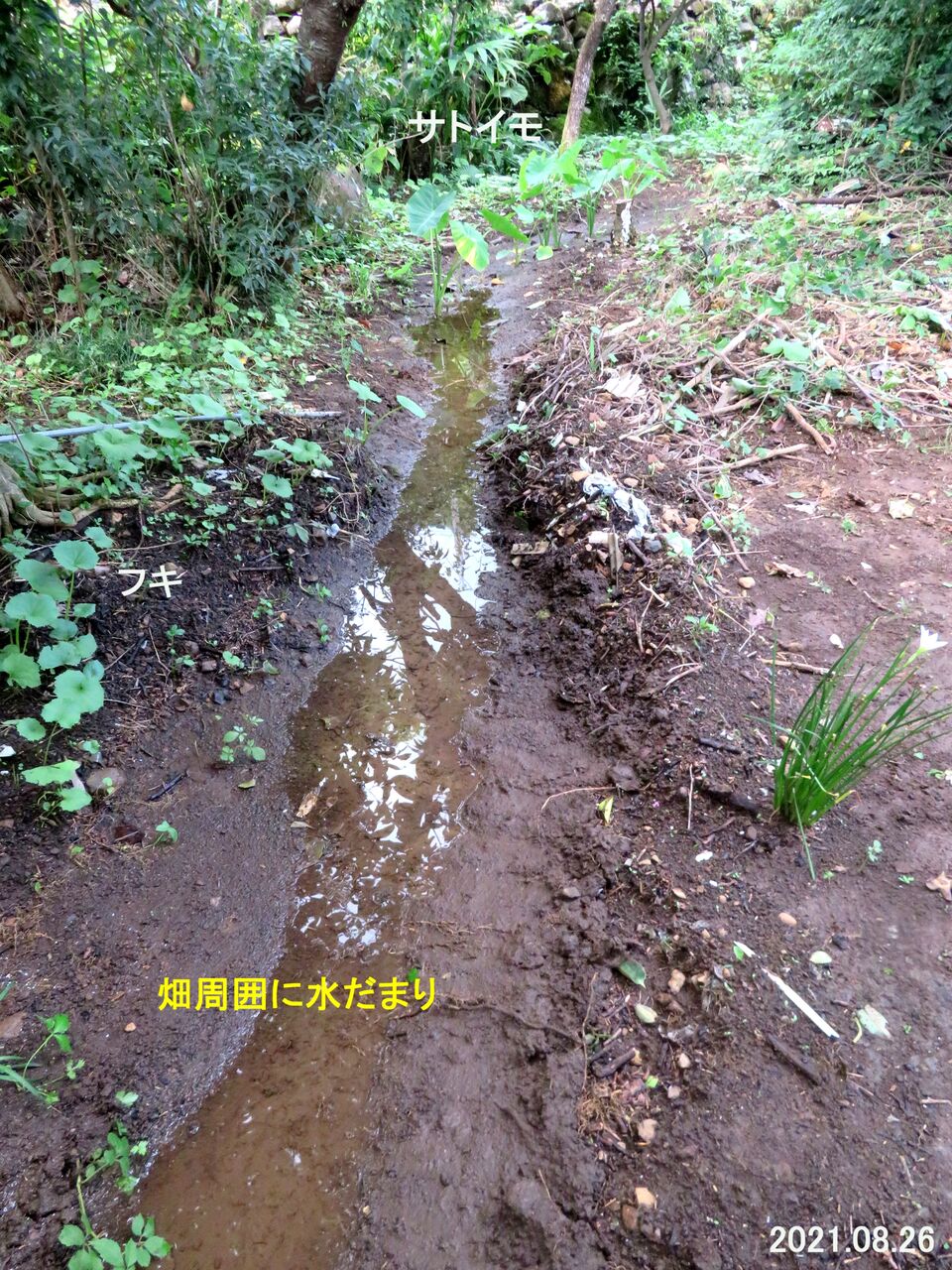 農業記 102 草藪の中からいろいろな花が咲いてくる 農業のまねごと記 昆虫などの動物たち