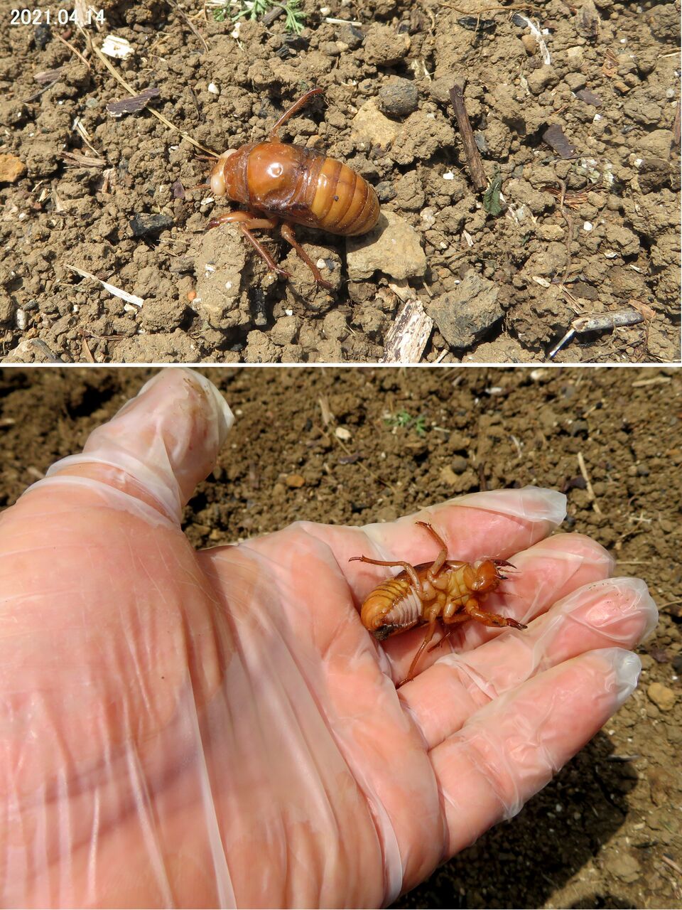農業記 開墾地 さらに さらに拡大 農業記 昆虫などの動物たち 農業記 開墾地 さらに さらに拡大 農業記 昆虫などの動物たち